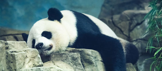 Panda Integrated Google Algorithm SEO