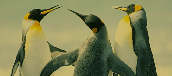Penguin 3.0 Search Engine Optimization